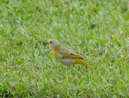 Immature Saffron Finch